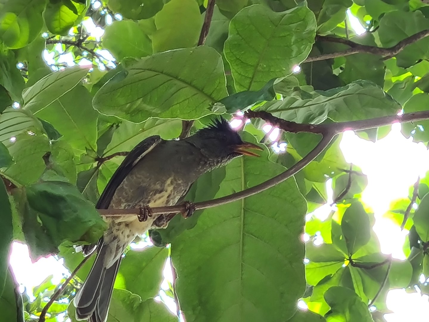 Mahé - Seychelles bulbul