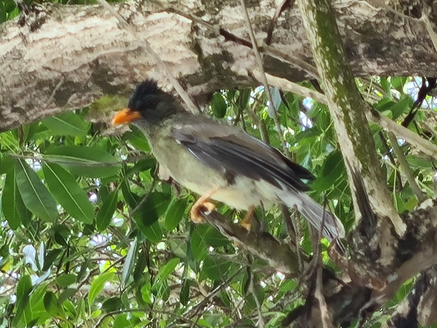 Mahé - Seychelles bulbul