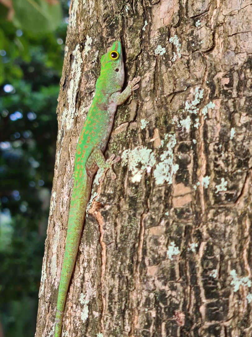 Mahé - Seychelles giant day gecko