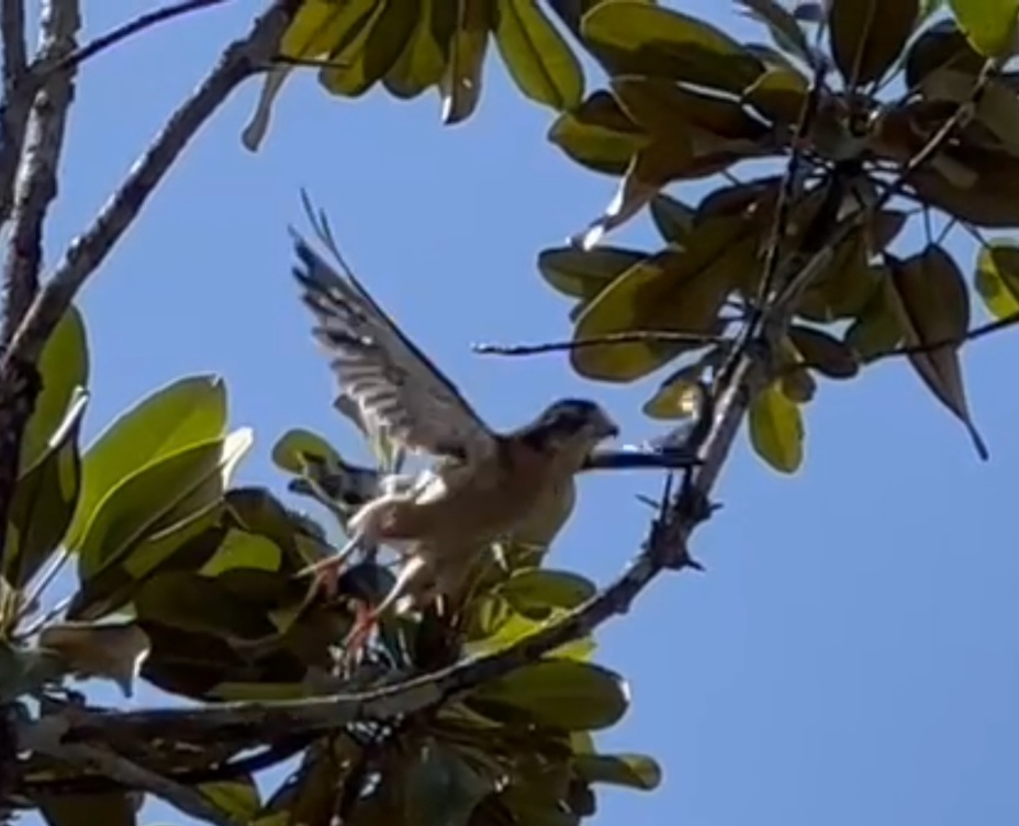 Mahé - Seychelles kestrel taking off