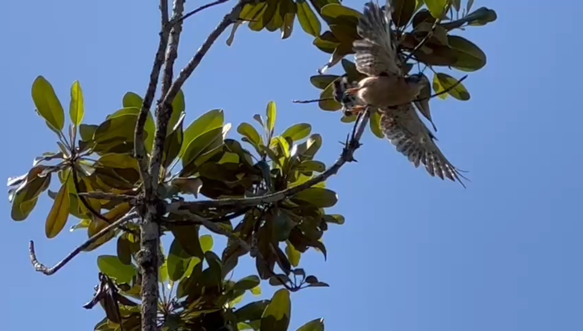 Mahé - Seychelles kestrel taking off