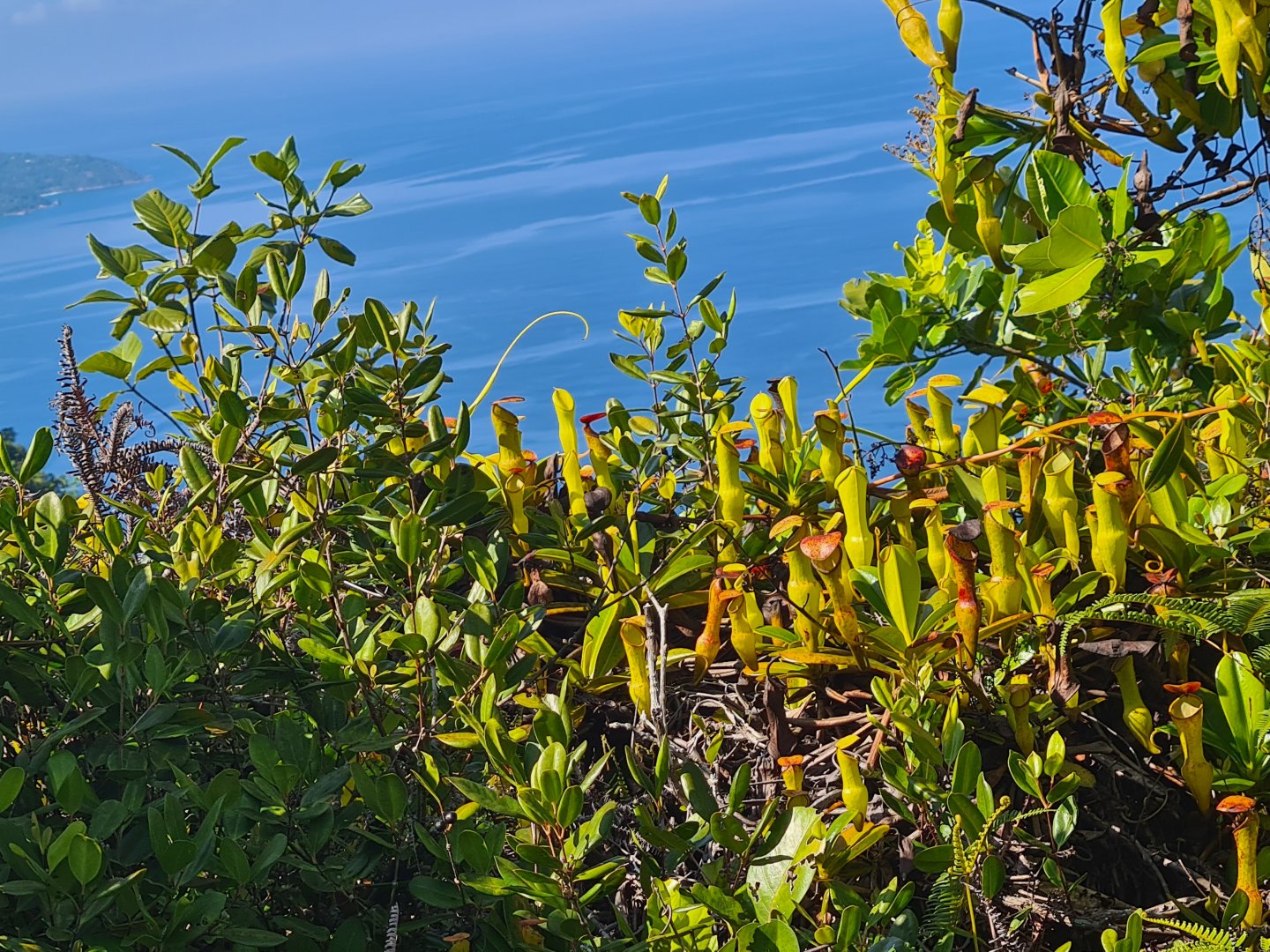 Mahé - Seychelles pitcher plant (Nephentes Pervillei)
