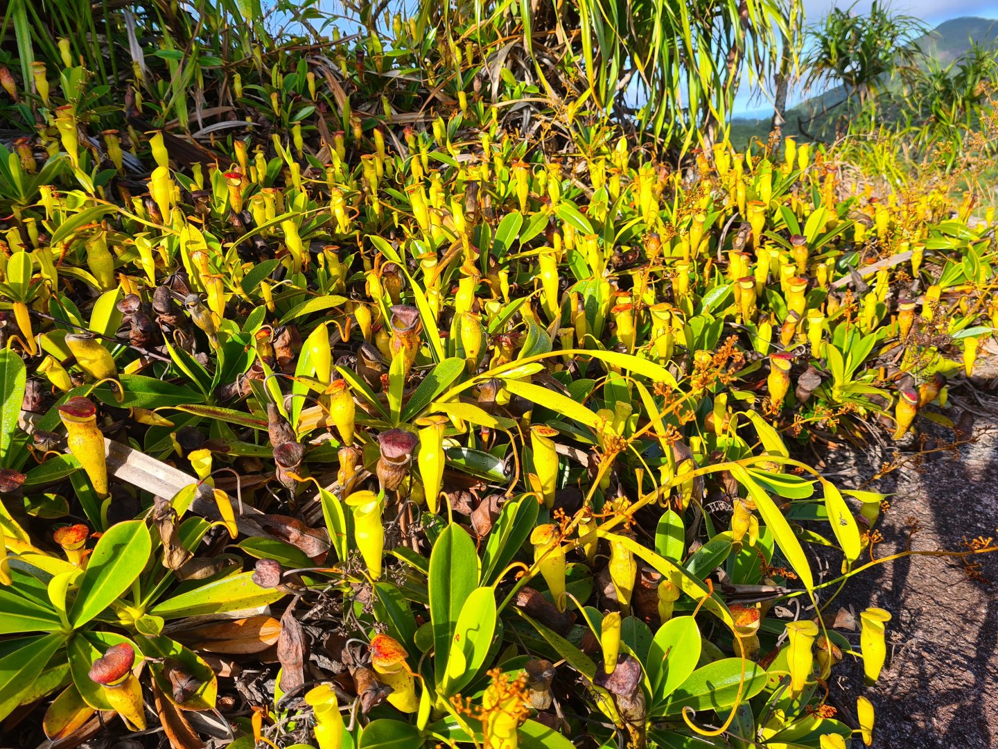 Mahé - Seychelles pitcher plant