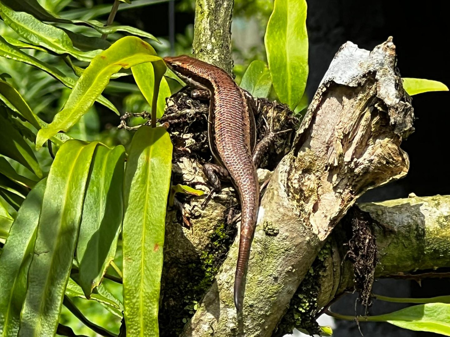 Mahé - Seychelles skink (Trachylepis seychellensis)