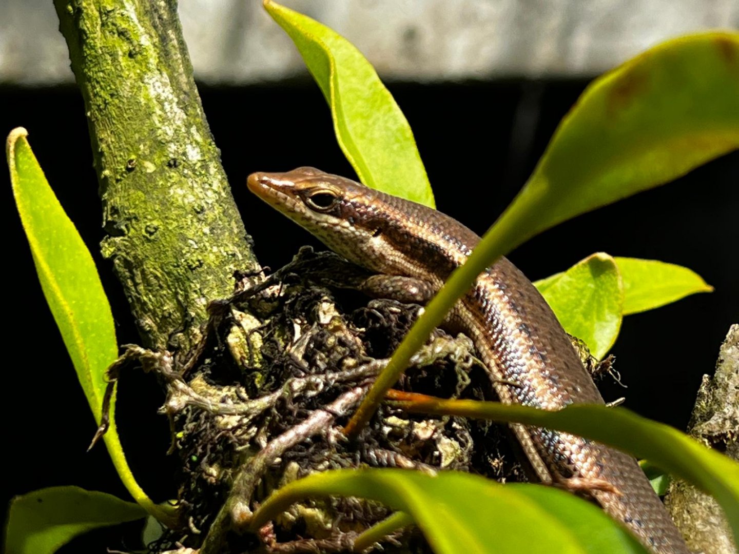 Mahé - Seychelles skink (Trachylepis seychellensis)