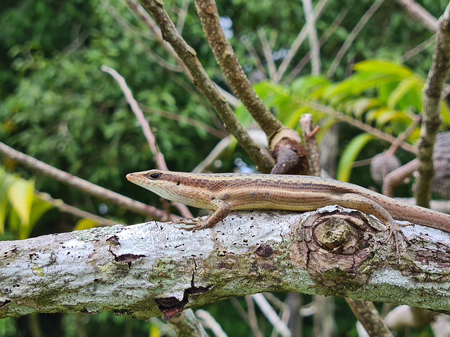 Mahé - Seychelles skink