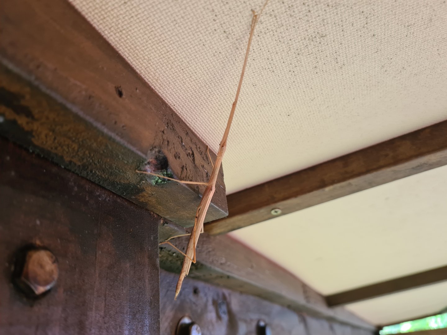 Mahè - Seychelles stick insect