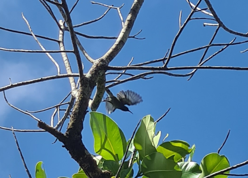 Mahé - Seychelles sunbird taking off