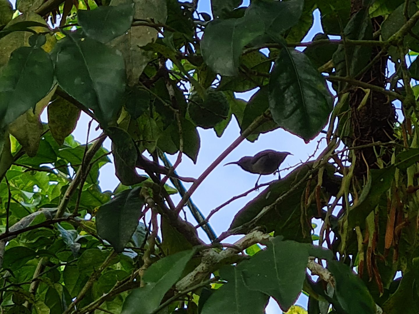 Mahé - Seychelles sunbird