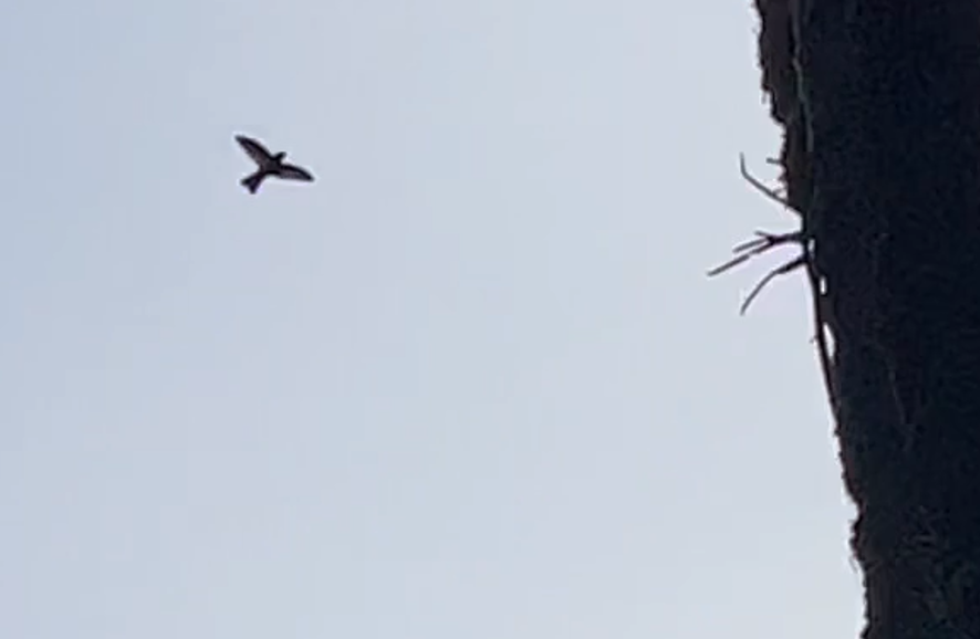 Mahé - Seychelles swiftlet (!)