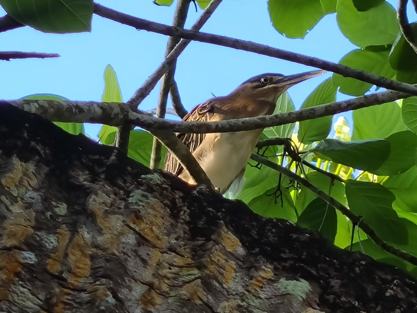 Mahé - Striated heron