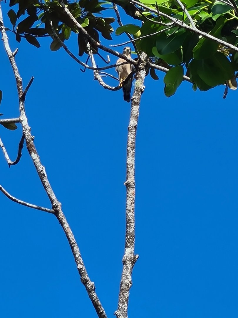 Mahé - Terrible pic of a Seychelles kestrel