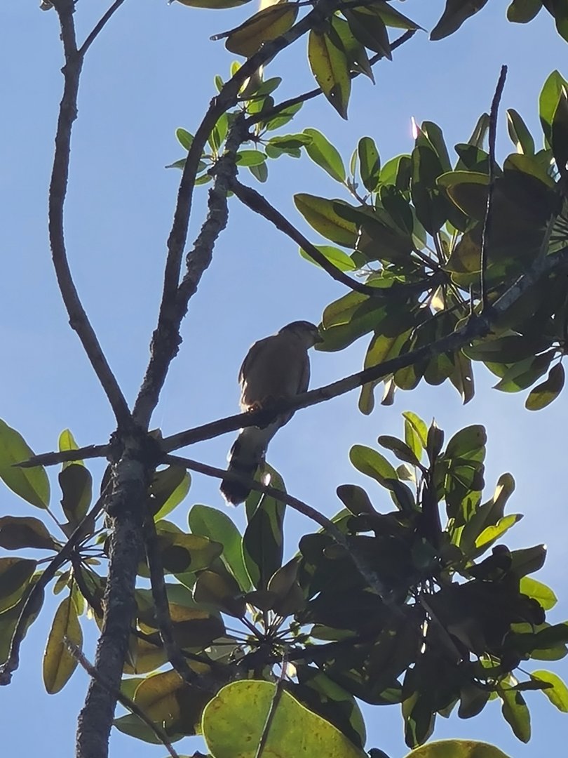 Mahé - Terrible pic of a Seychelles kestrel