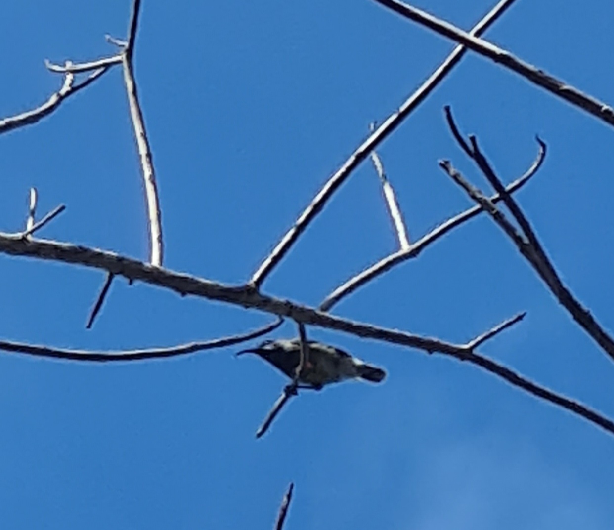 Mahé - Terrible pic of a Seychelles sunbird