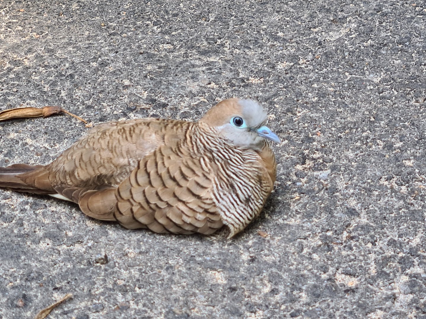 Mahé - zebra dove