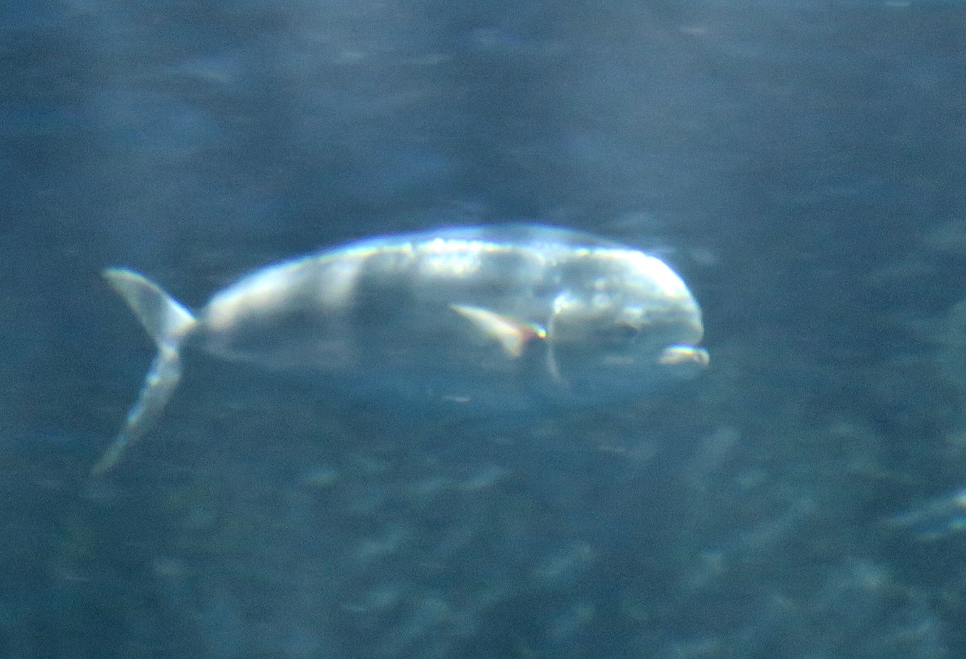 Mahi-mahi (Coryphaena hippurus)