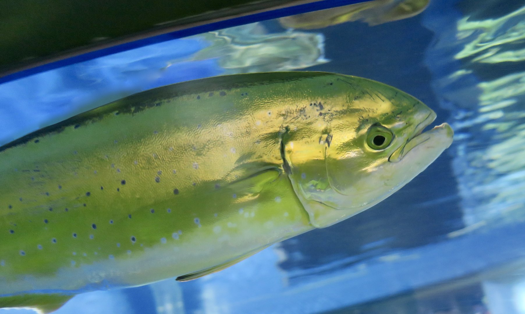 Mahi-Mahi (Coryphaena hippurus)