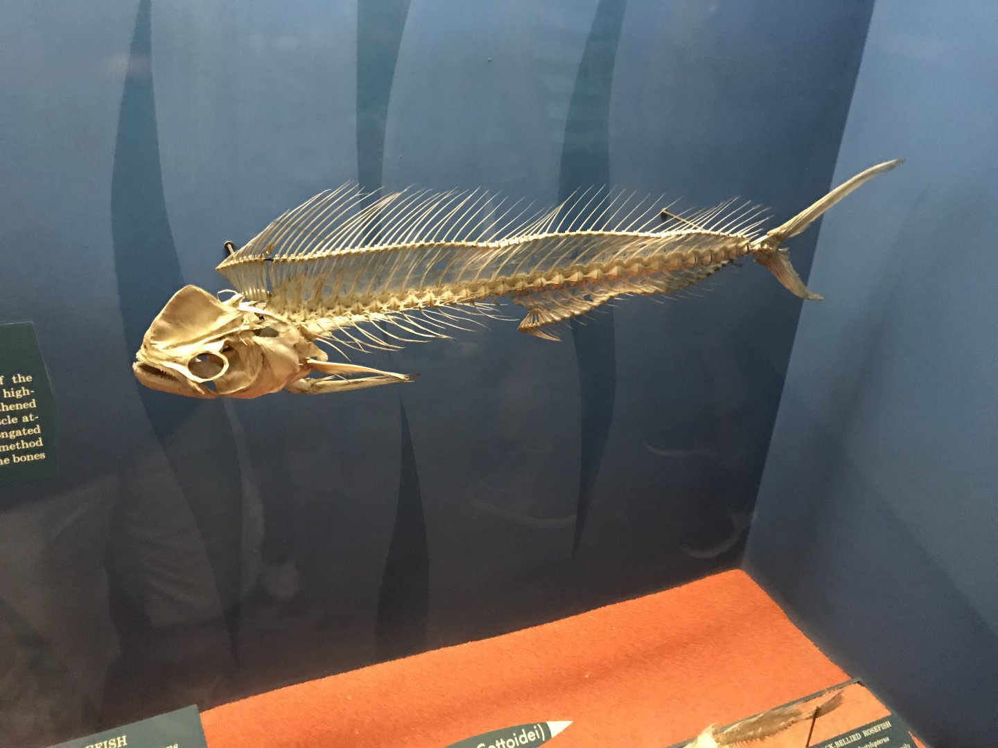 Mahi-mahi Skeleton