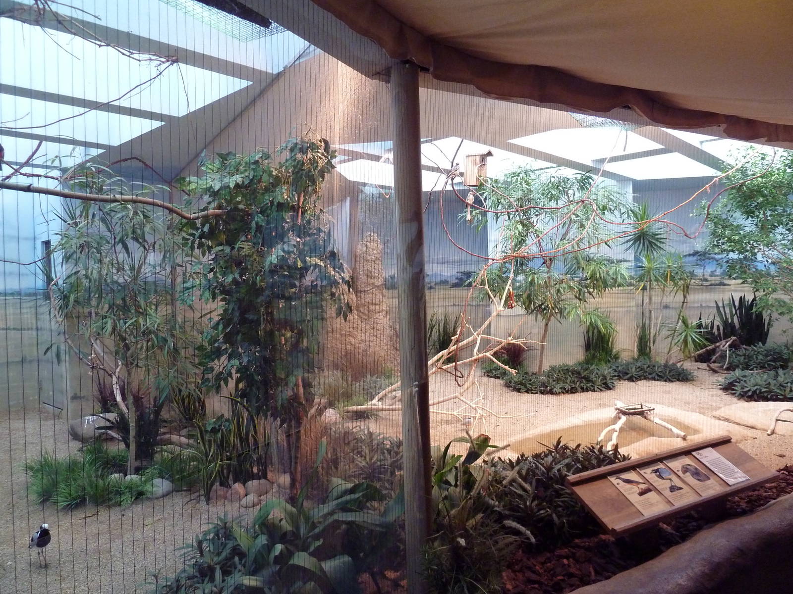 Mahler Family Aviary Building - Blacksmith Plover/Bearded Barbet + Golden-B