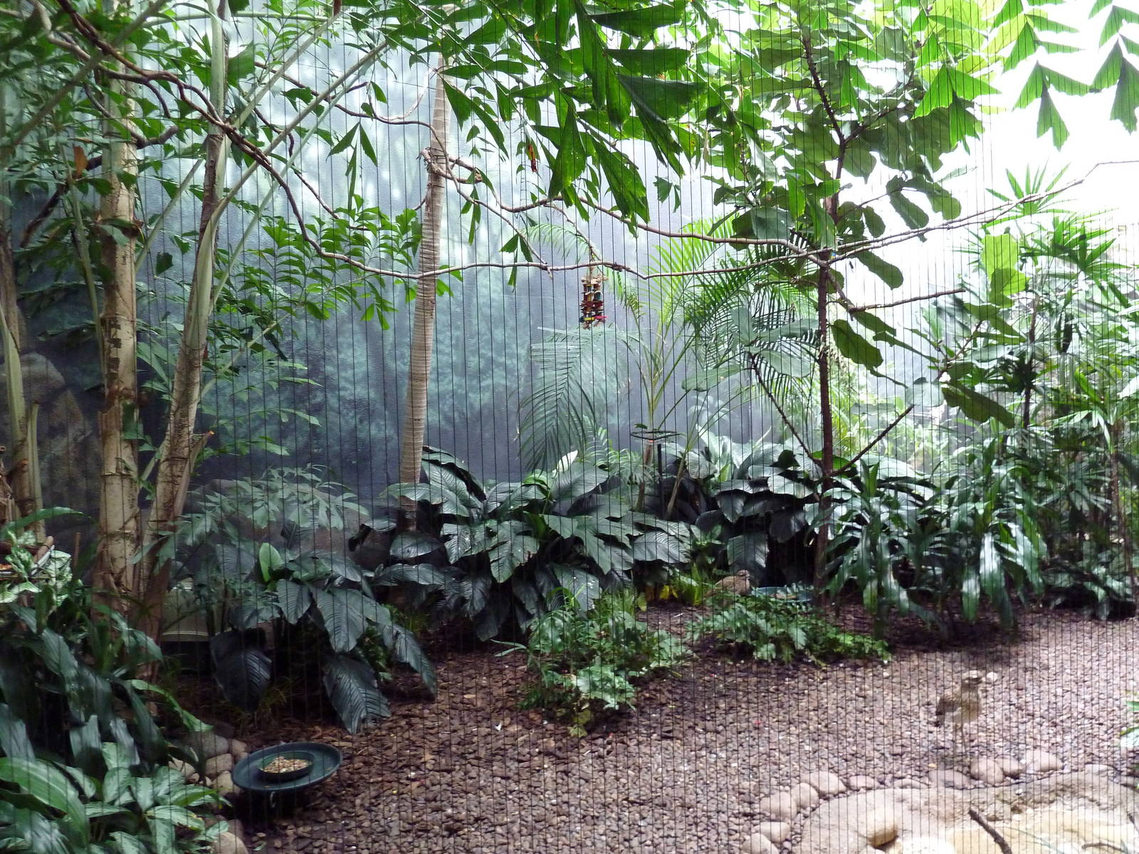 Mahler Family Aviary Building - Blue-Bellied Roller/Marbled Teal/Cape Thick