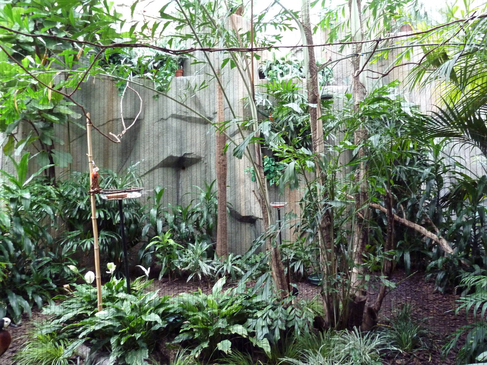 Mahler Family Aviary Building - Green-Naped Pheasant Pigeon/Fairy Bluebird