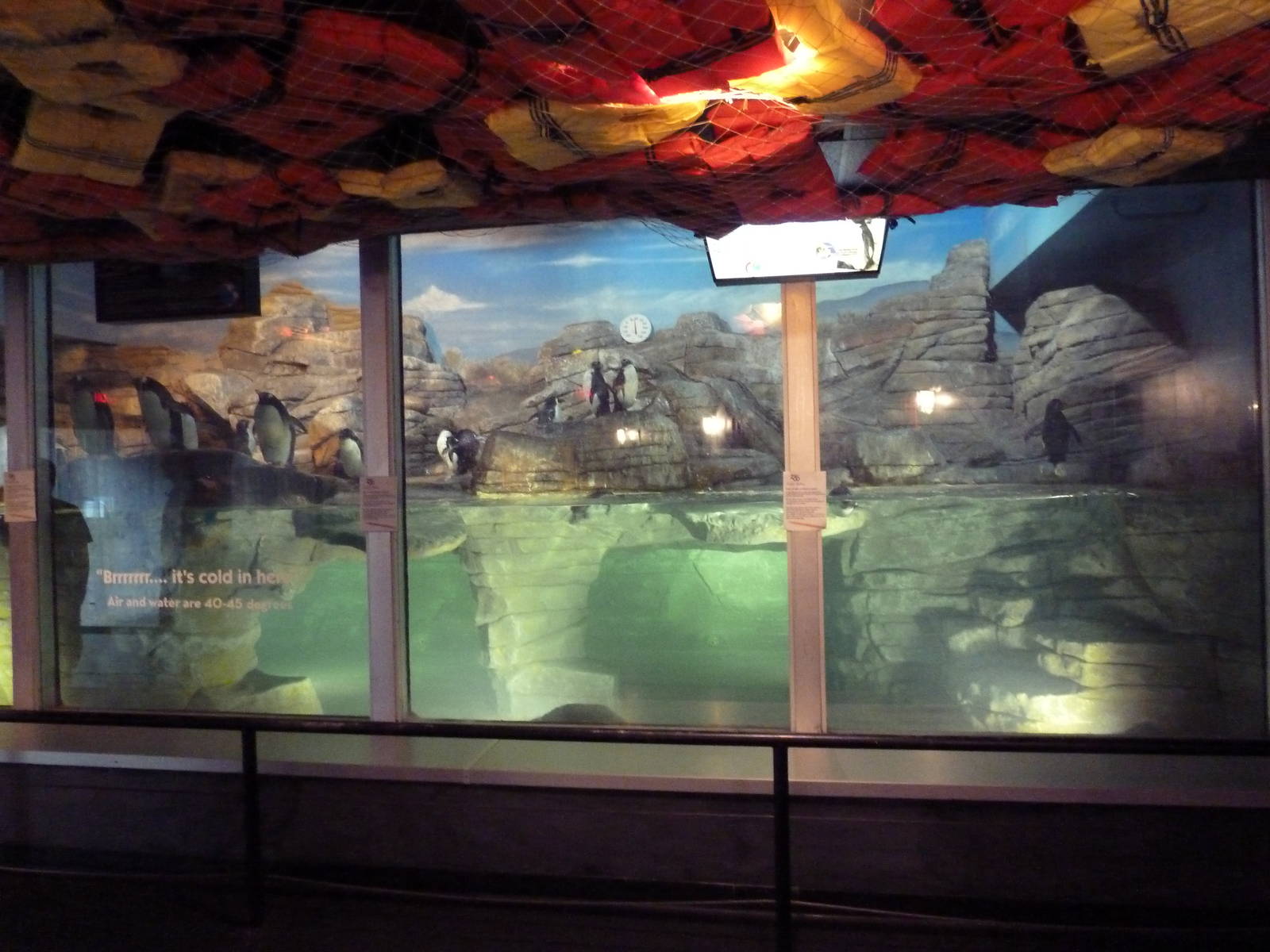 Mahler Family Aviary Building - King/Rockhopper Penguin Exhibit
