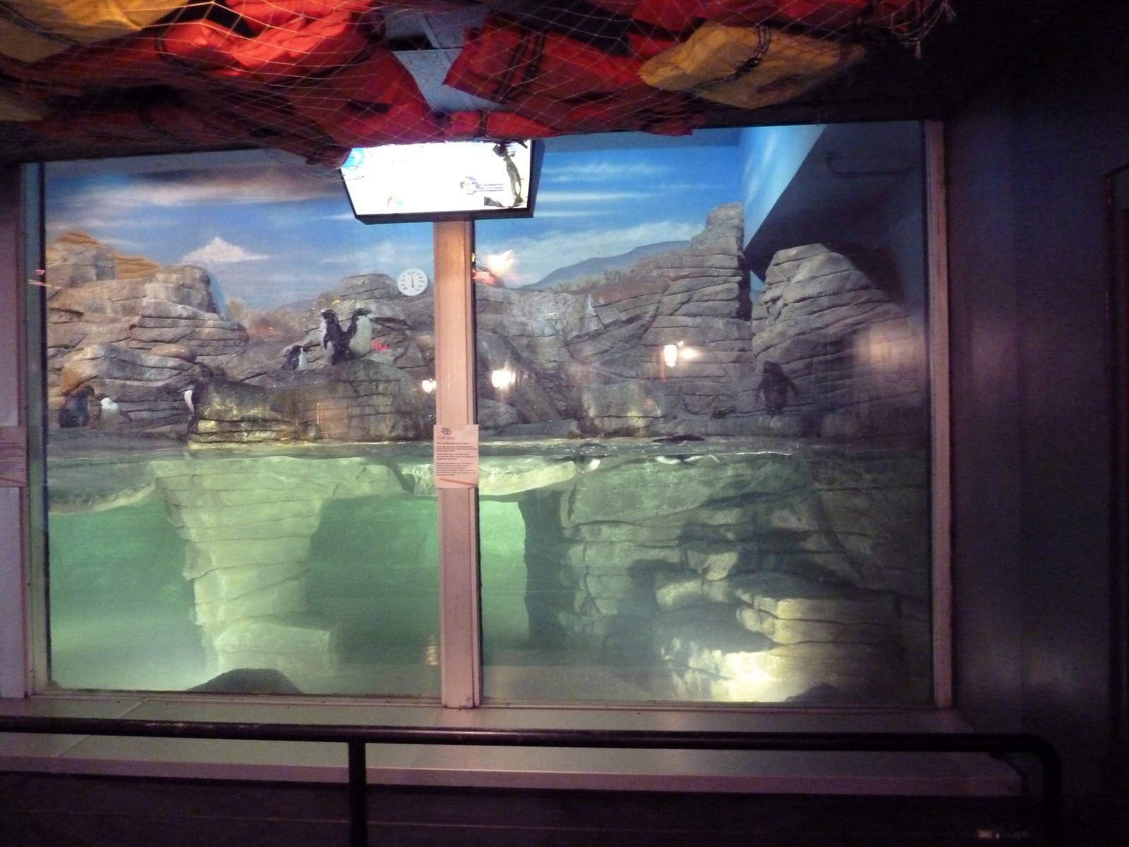 Mahler Family Aviary Building - King/Rockhopper Penguin Exhibit