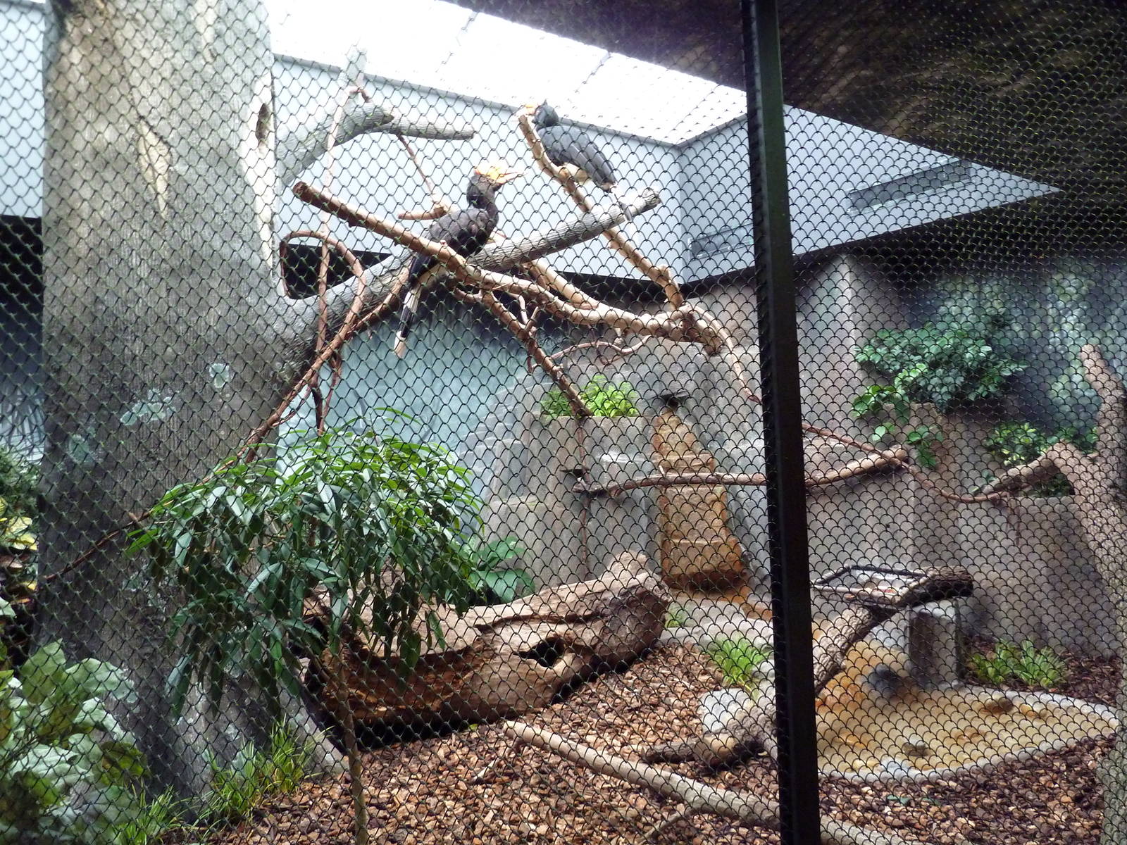 Mahler Family Aviary Building - Rhinoceros Hornbill Exhibit