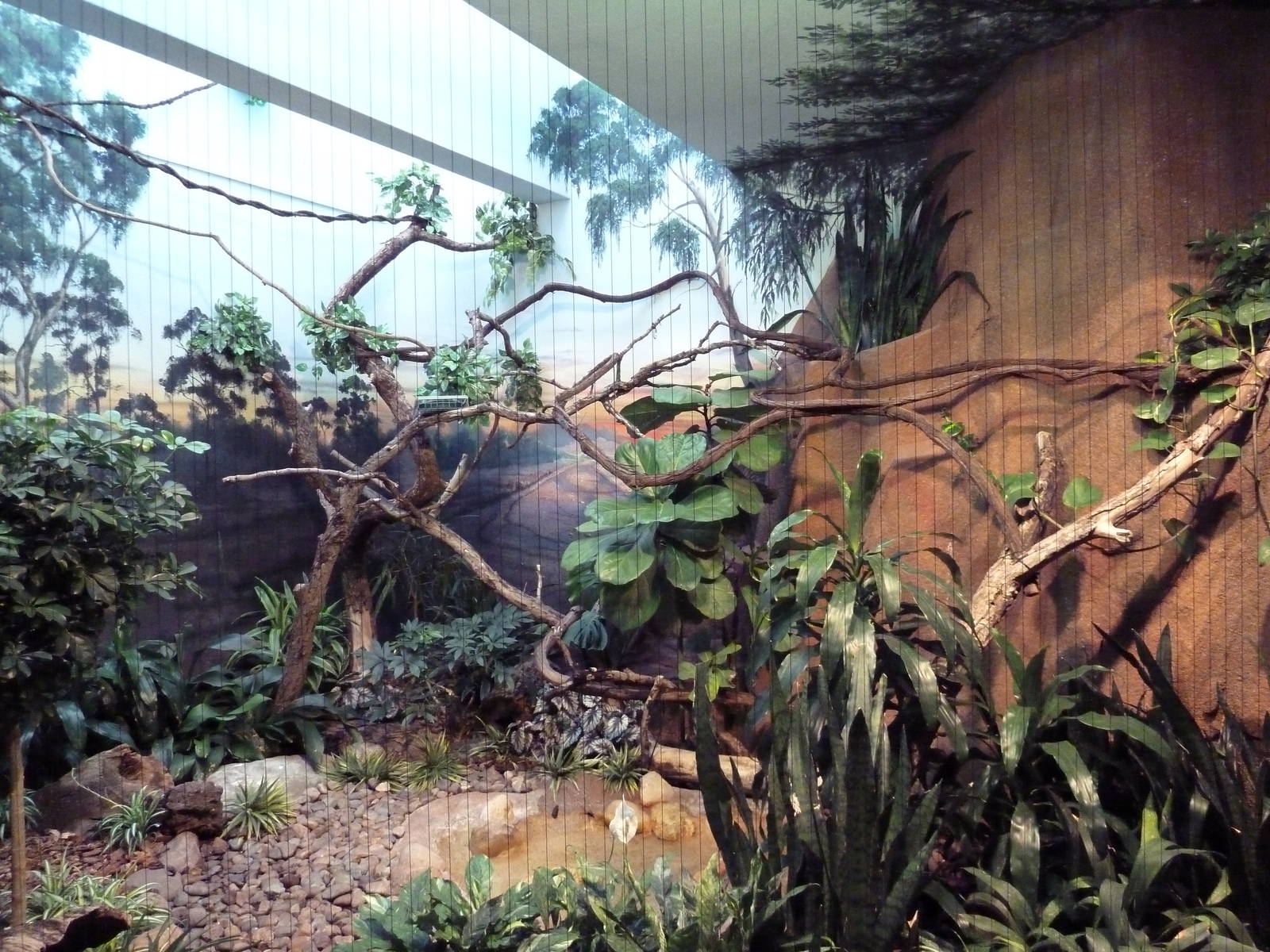 Mahler Family Aviary Building - Tawny Frogmouth Exhibit