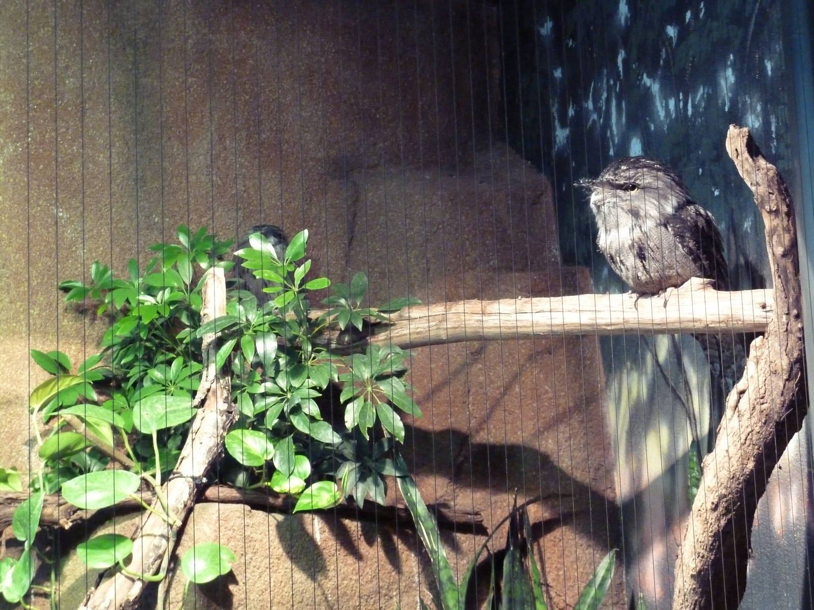 Mahler Family Aviary Building - Tawny Frogmouth