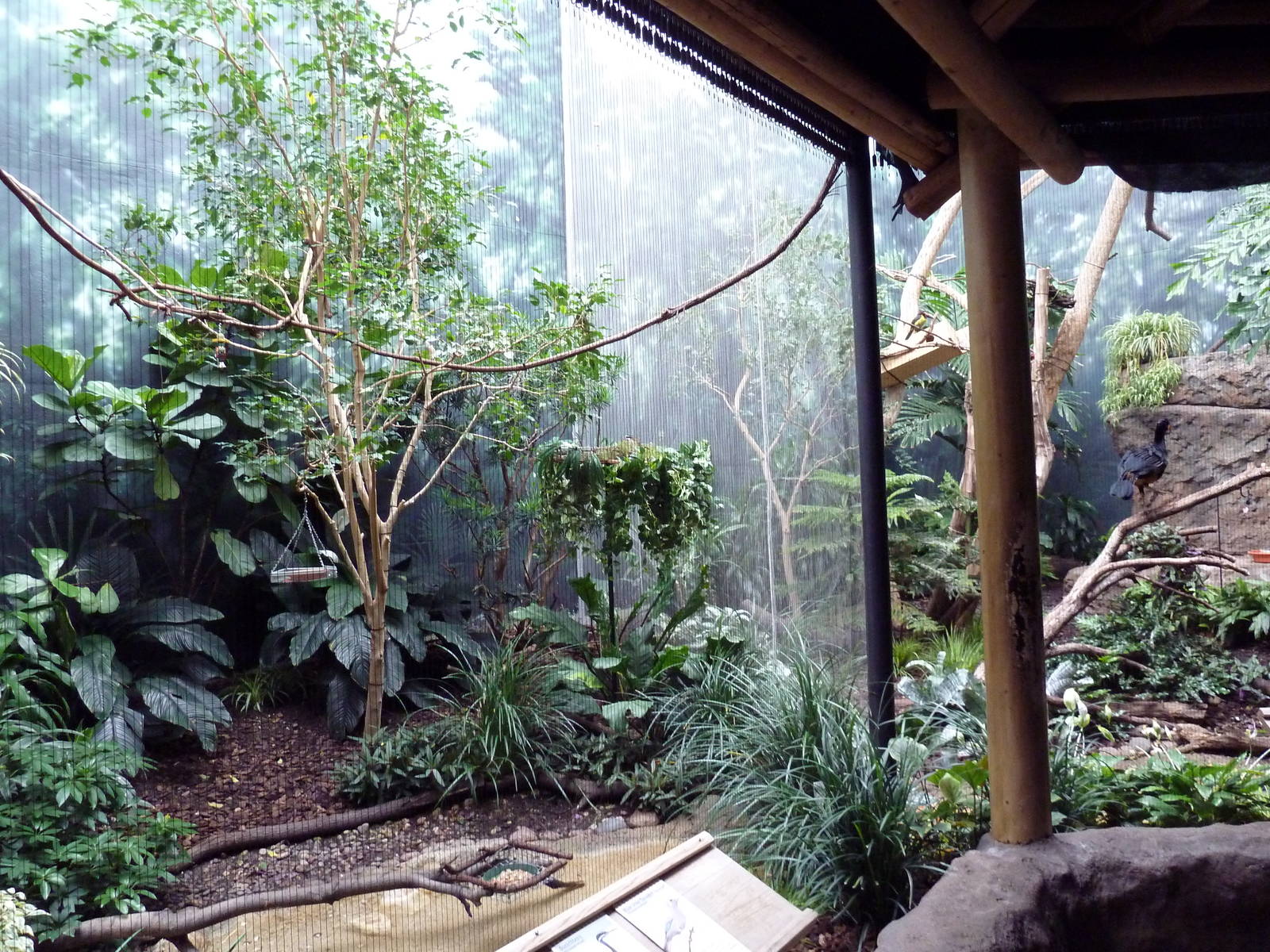 Mahler Family Aviary Building - Turqoise Tanager/Sunbittern/Blue Gray Tanag