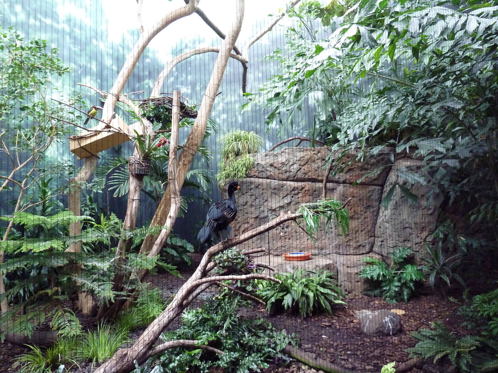 Mahler Family Aviary Building - Wattled Currasow/Green Aracari/Madagascar T
