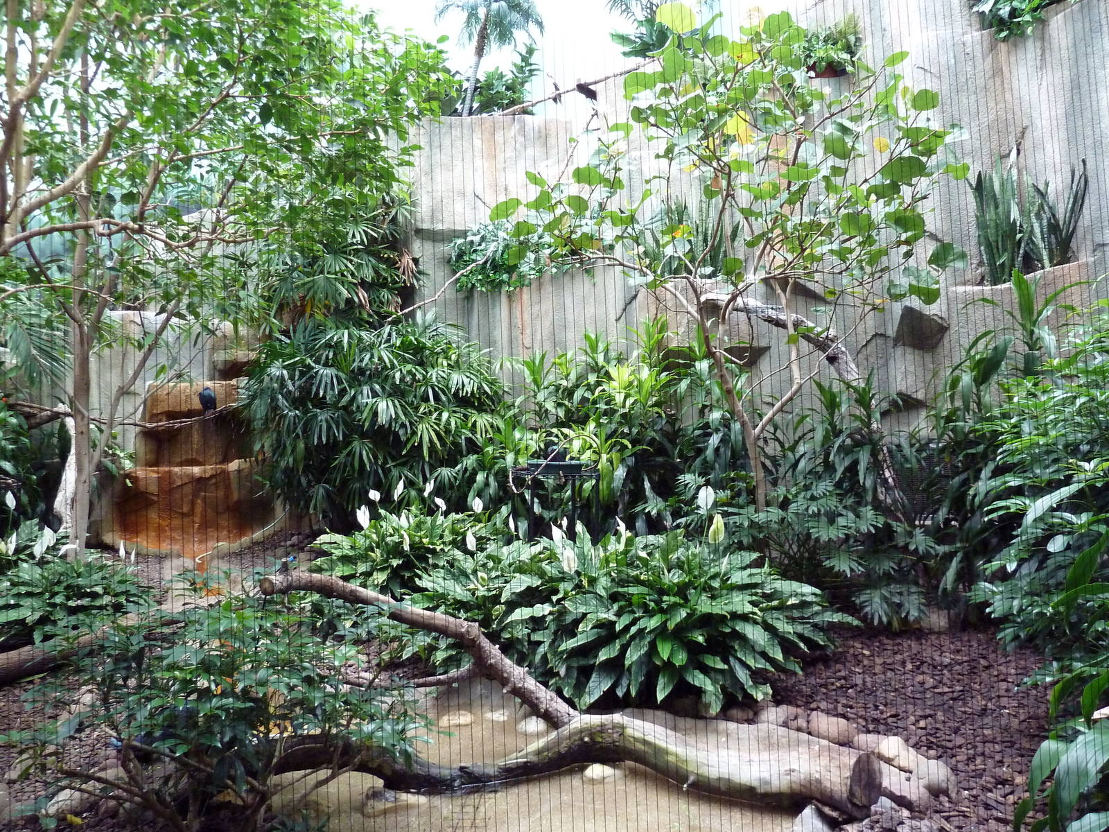 Mahler Family Aviary Building - White-Faced Whistling Duck/Golden-Backed Wo
