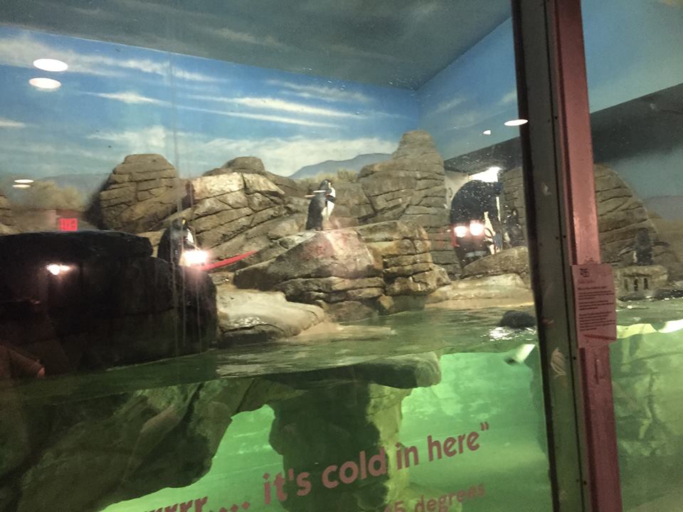 Mahler Family Aviary- Penguins