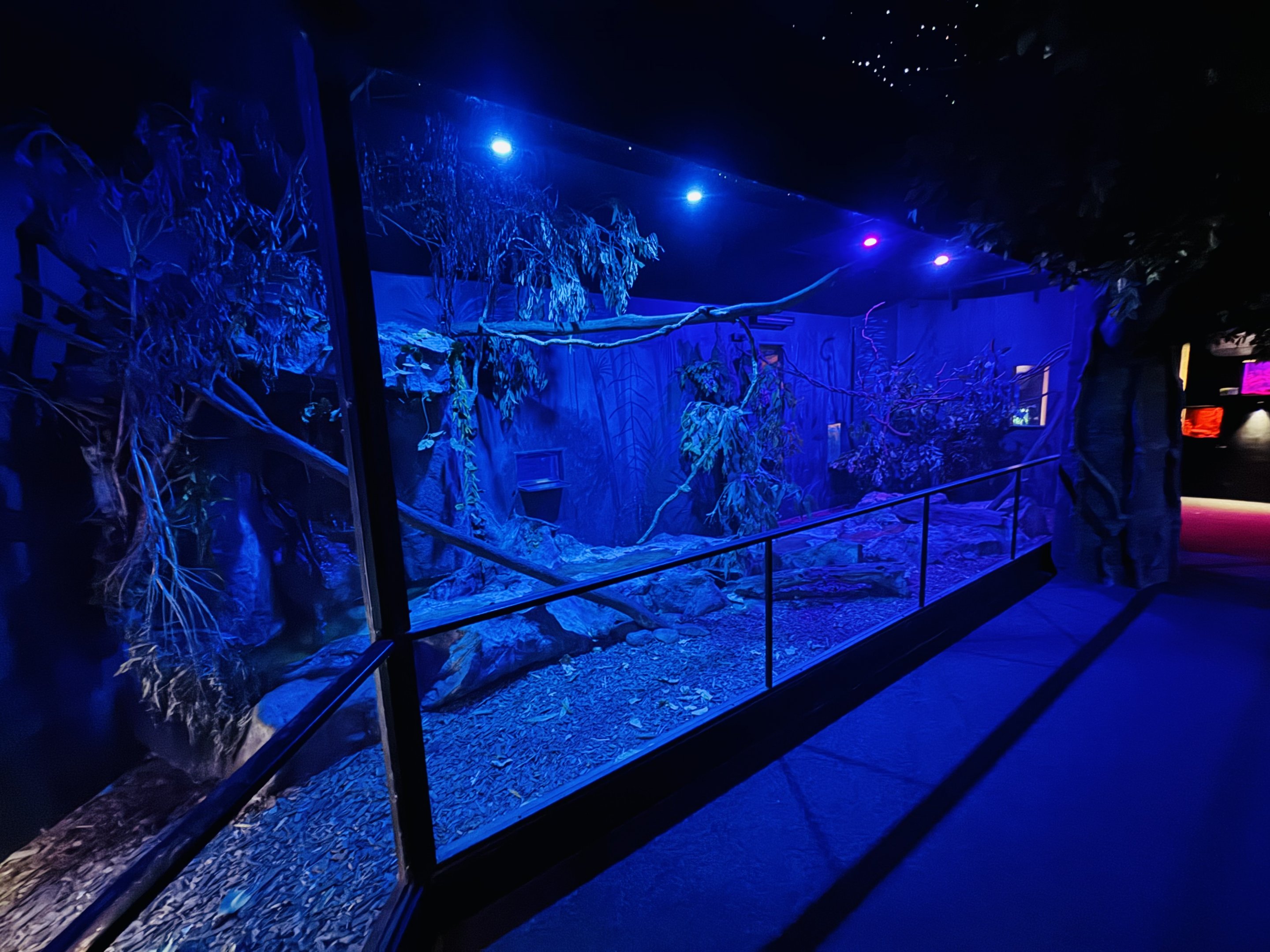 Mahogany Glider/Northern Bettong enclosure