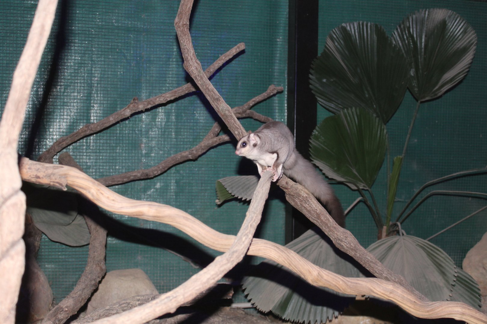 Mahogany Glider (Petaurus gracilis)