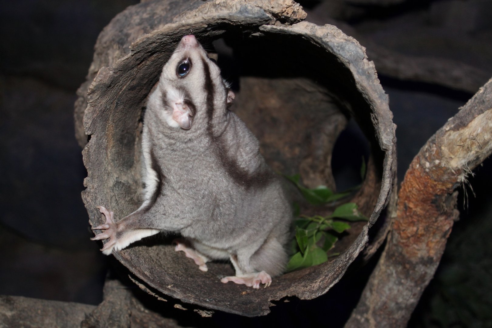 Mahogany Glider (Petaurus gracilis)