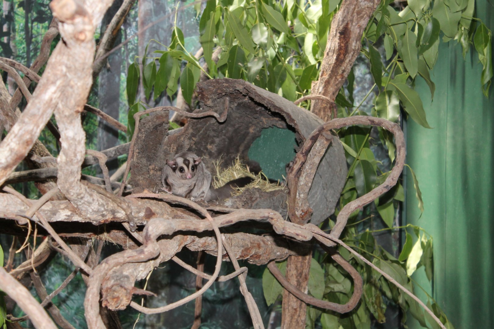 Mahogany Glider (Petaurus gracilis)