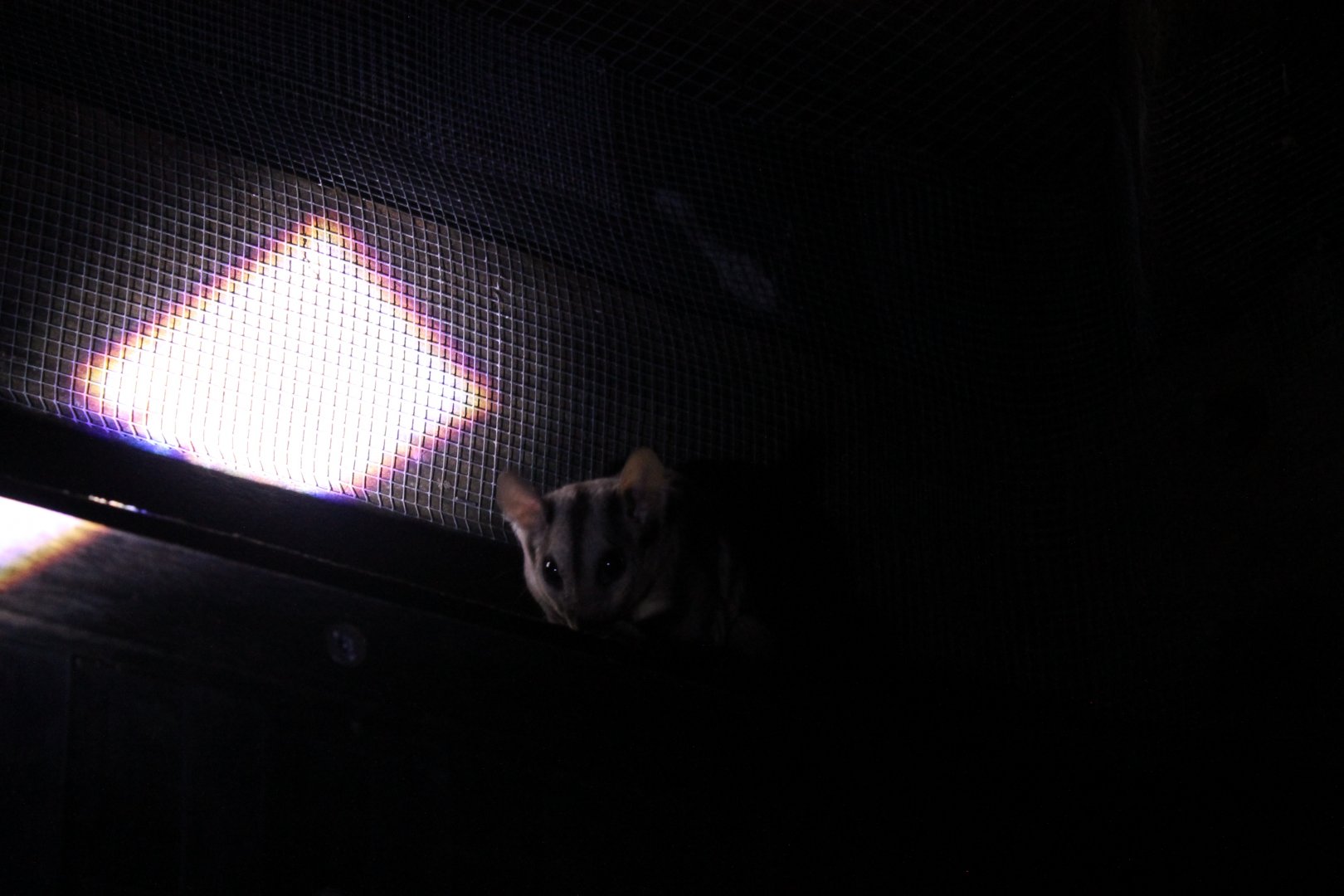 Mahogany Glider (Petaurus gracilis)