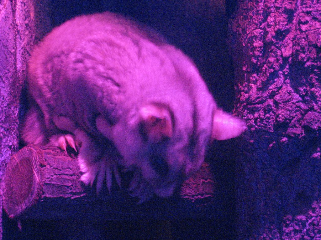 Mahogany Glider