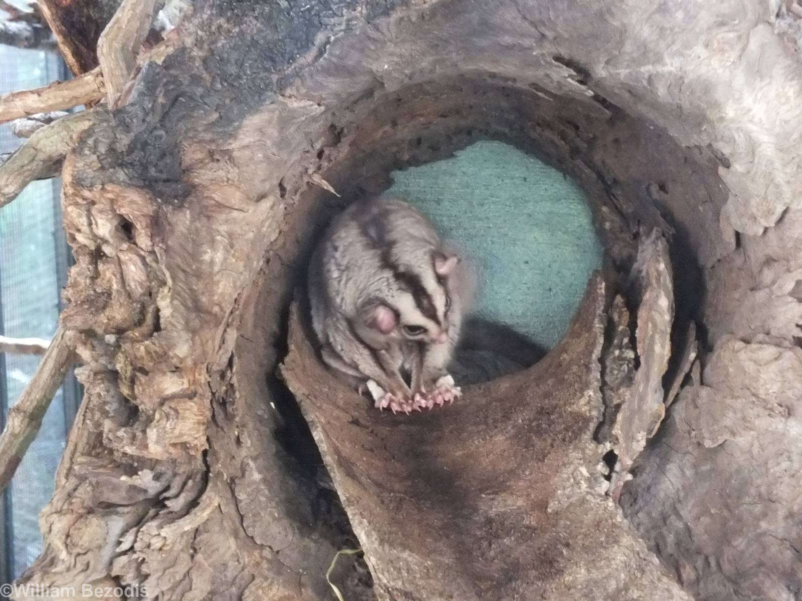 Mahogany Glider