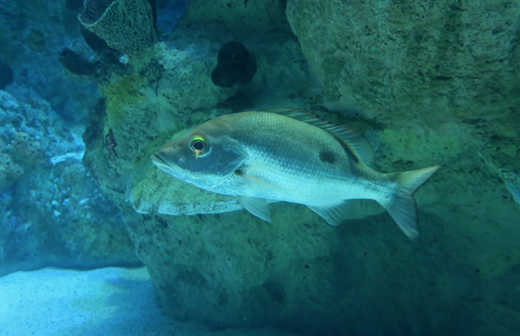 Mahogany Snapper (Lutjanus mahogani)