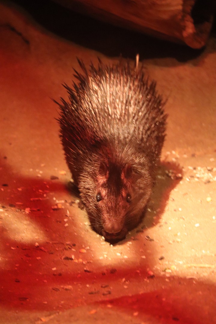 Mahoney Kingdoms of the Night - African Brush-tailed Porcupine