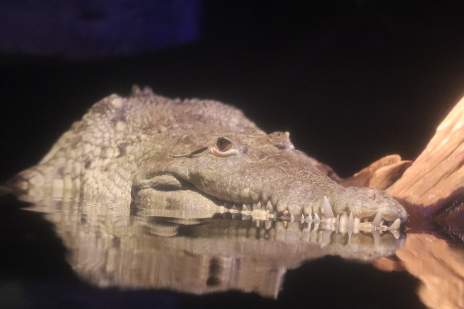 Mahoney Kingdoms of the Night - American Crocodile