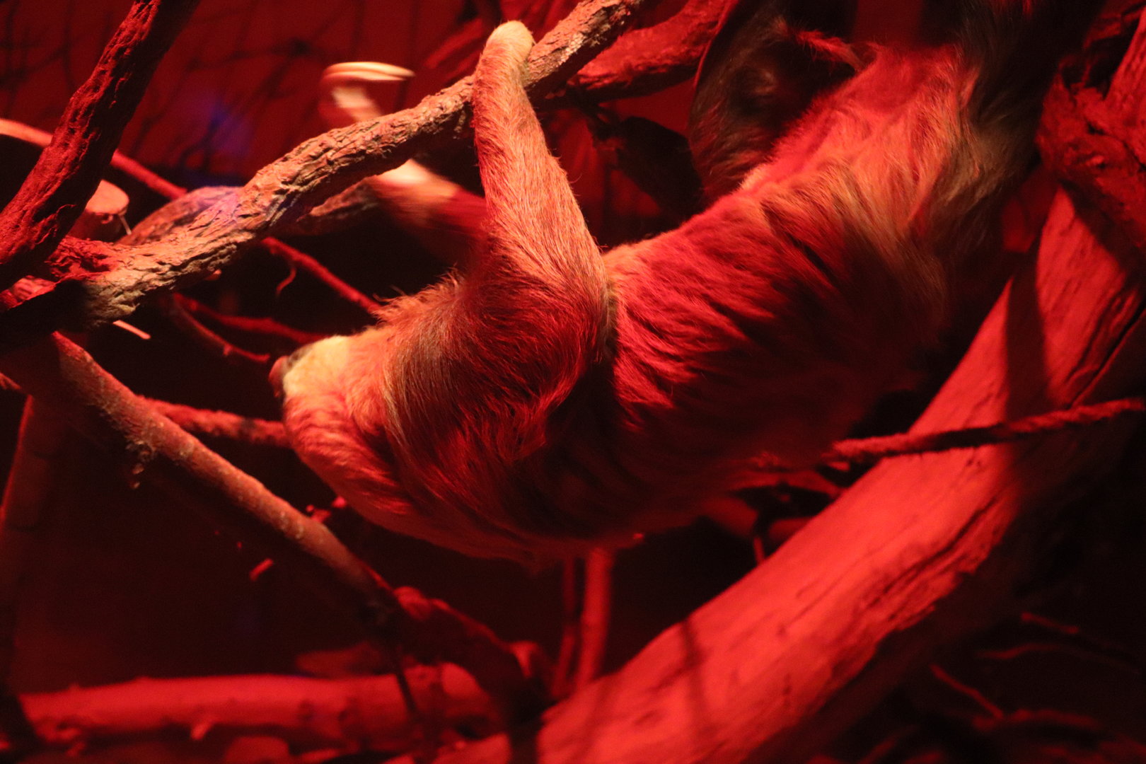 Mahoney Kingdoms of the Night - Hoffmann's Two-toed Sloth