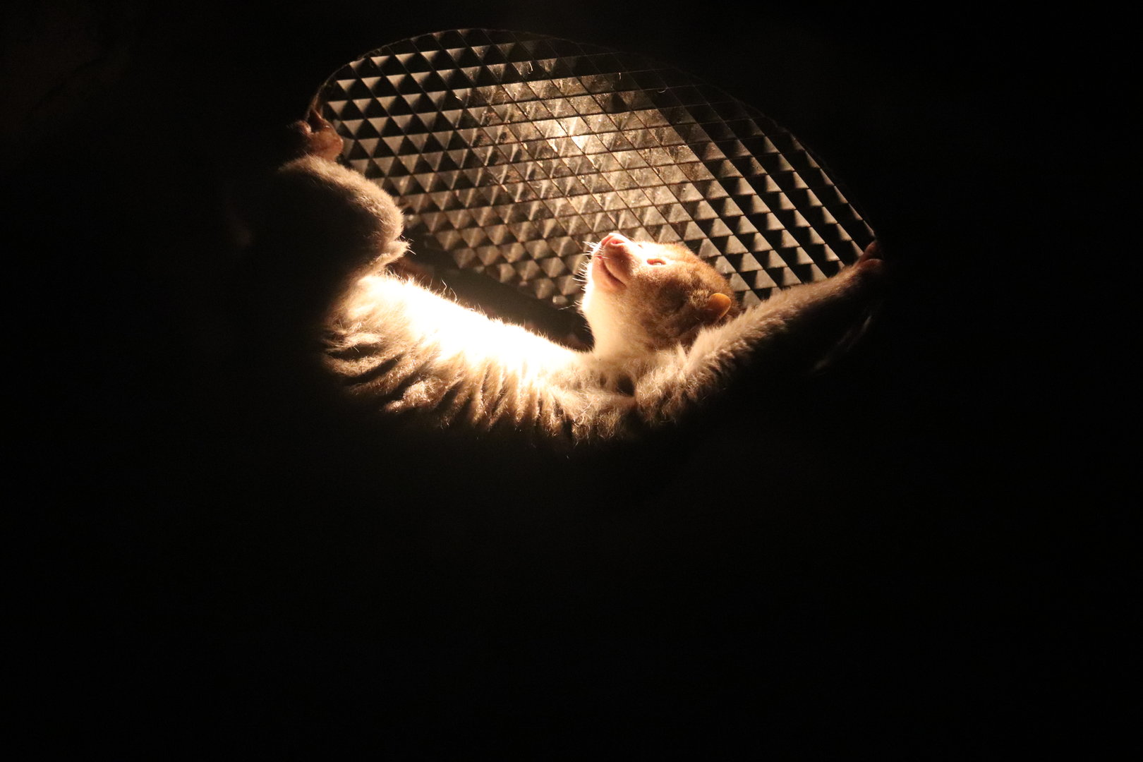 Mahoney Kingdoms of the Night - Potto