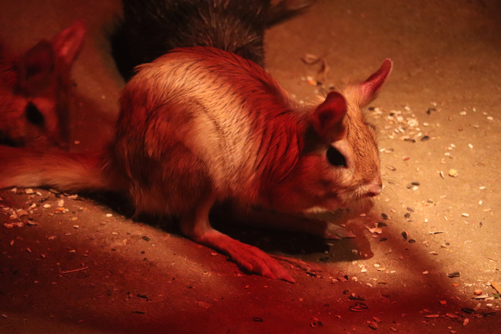 Mahoney Kingdoms of the Night - South African Springhaas