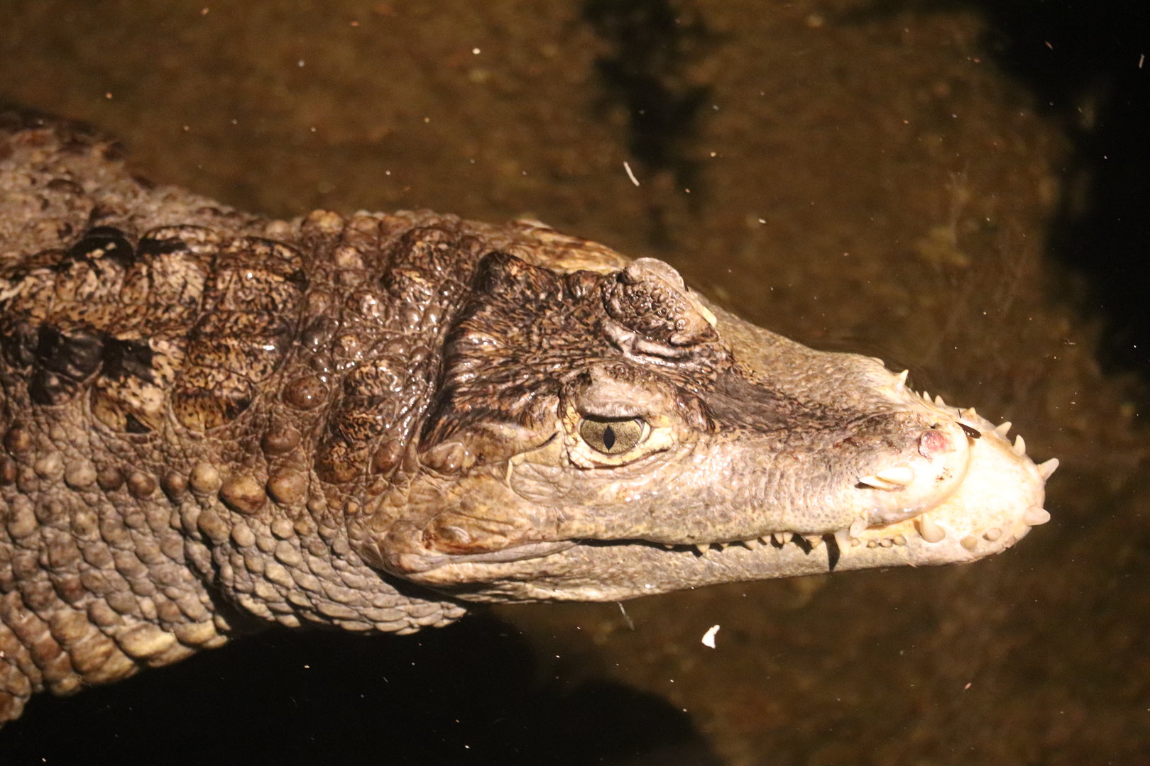 Mahoney Kingdoms of the Night - Spectacled Caiman