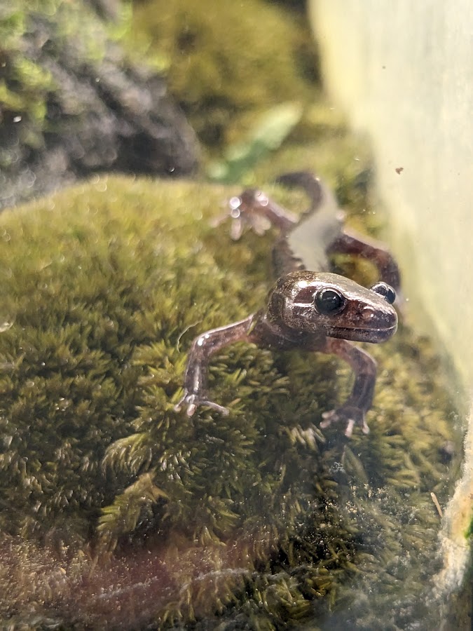 Mahoroba salamander (Hynobius guttatus)