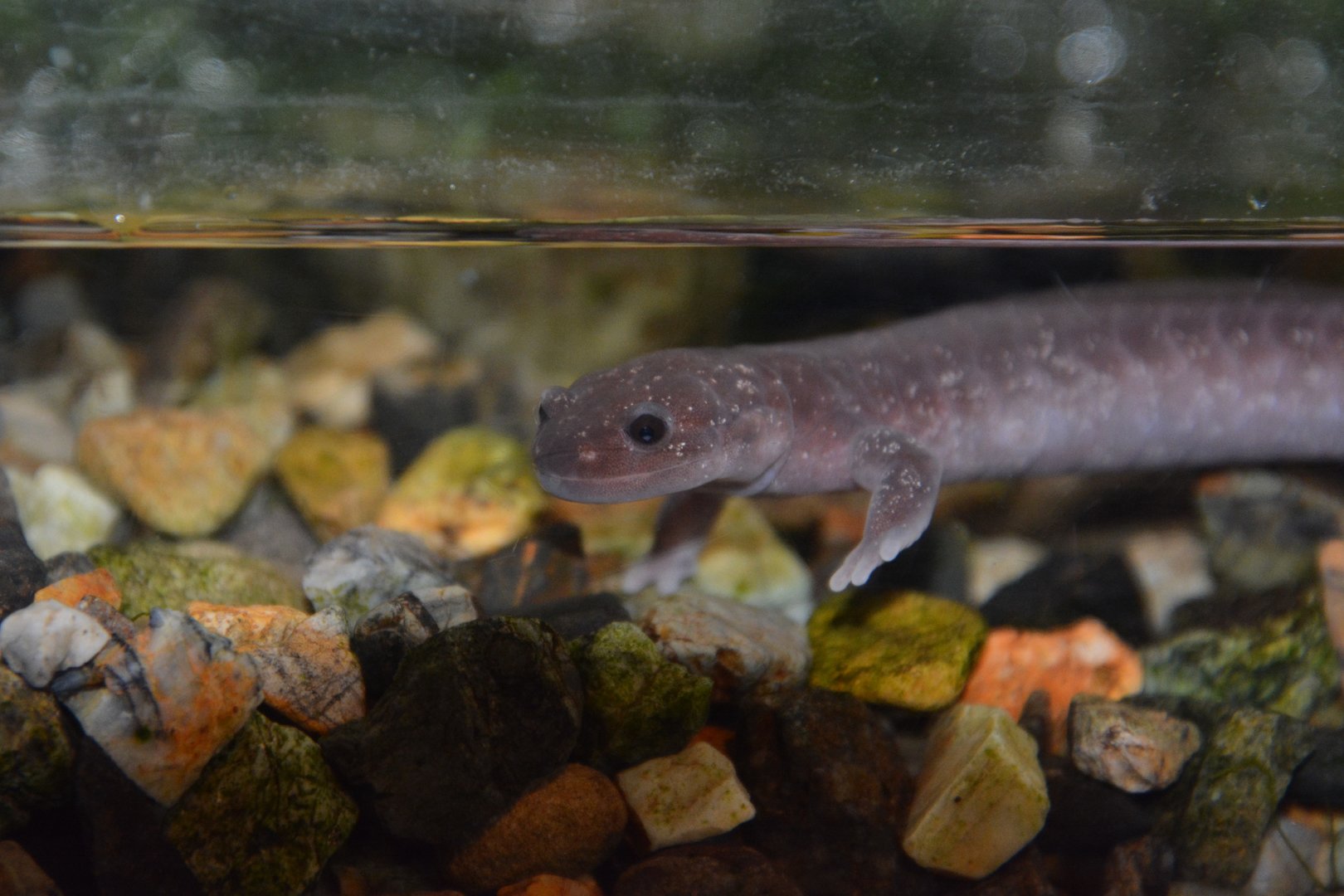 Mahoroba salamander (Hynobius guttatus)